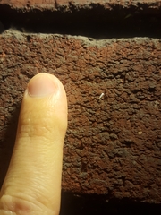 Phyllonorycter clemensella