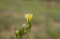 Linum corymbulosum