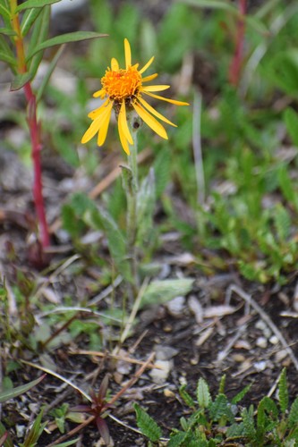 Image of Tephroseris lindstroemii by (c) Syd Cannings, some rights reserved (CC BY)