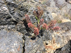Lepidium virginicum menziesii