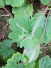 Phytomyza tiarellae