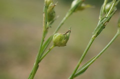 Linum corymbulosum