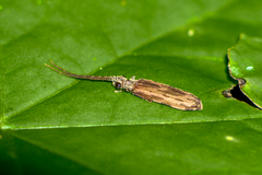 Tenomerga cinerea