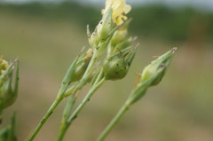Linum corymbulosum