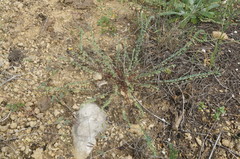 Andrachne telephioides