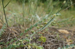 Andrachne telephioides