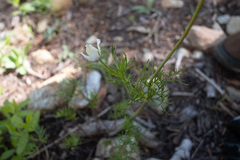 Pulsatilla occidentalis