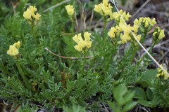 Oxytropis maydelliana