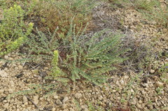 Andrachne telephioides