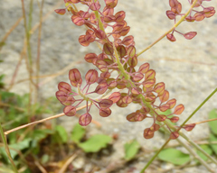 Lepidium campestre