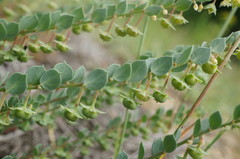 Andrachne telephioides