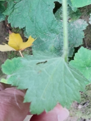 Phytomyza tiarellae