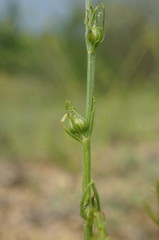 Linum nodiflorum