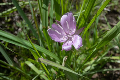 Calochortus nudus