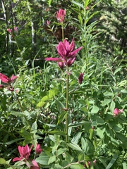 Castilleja rhexiifolia
