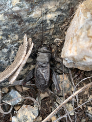 Gryllus saxatilis