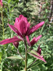 Castilleja rhexiifolia