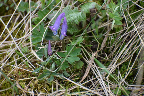 Image of Corydalis pauciflora by (c) Syd Cannings, some rights reserved (CC BY)