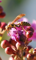 Polistes exclamans