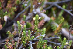 Cassiope tetragona
