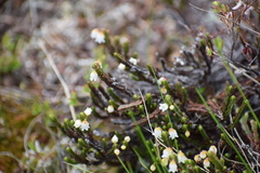 Cassiope tetragona