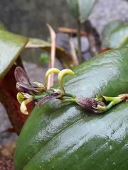 Acianthera