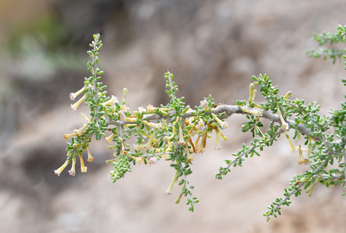 Water jacket (Lycium andersonii)