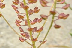 Lepidium campestre