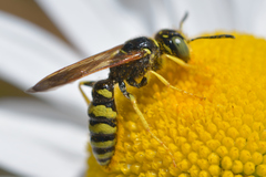 Philanthus crabroniformis