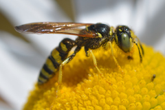 Philanthus crabroniformis