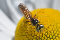 Philanthus crabroniformis