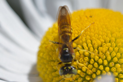 Philanthus crabroniformis