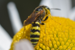 Philanthus crabroniformis