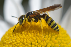 Philanthus crabroniformis