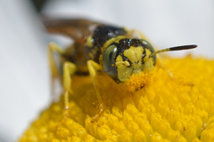 Philanthus crabroniformis