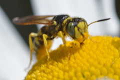 Philanthus crabroniformis