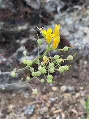 Physaria douglasii