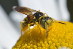 Philanthus crabroniformis