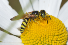 Philanthus crabroniformis
