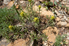 Castilleja arachnoidea