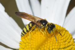 Philanthus crabroniformis