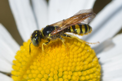 Philanthus crabroniformis