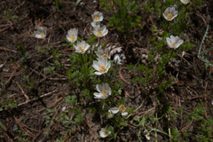 Anemone drummondii