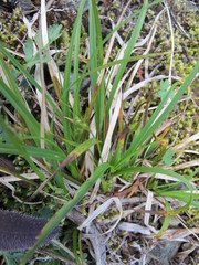Carex rossii