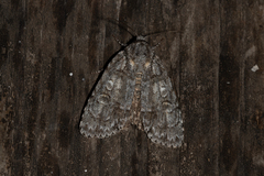Acronicta retardata