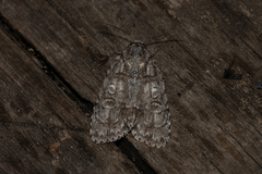Acronicta retardata