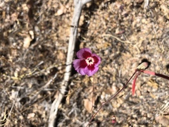 Clarkia speciosa