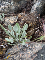 Physaria douglasii