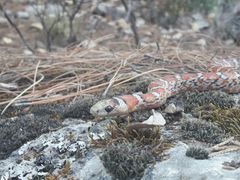 Lampropeltis knoblochi