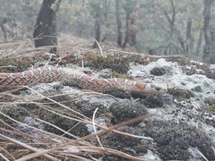 Lampropeltis knoblochi